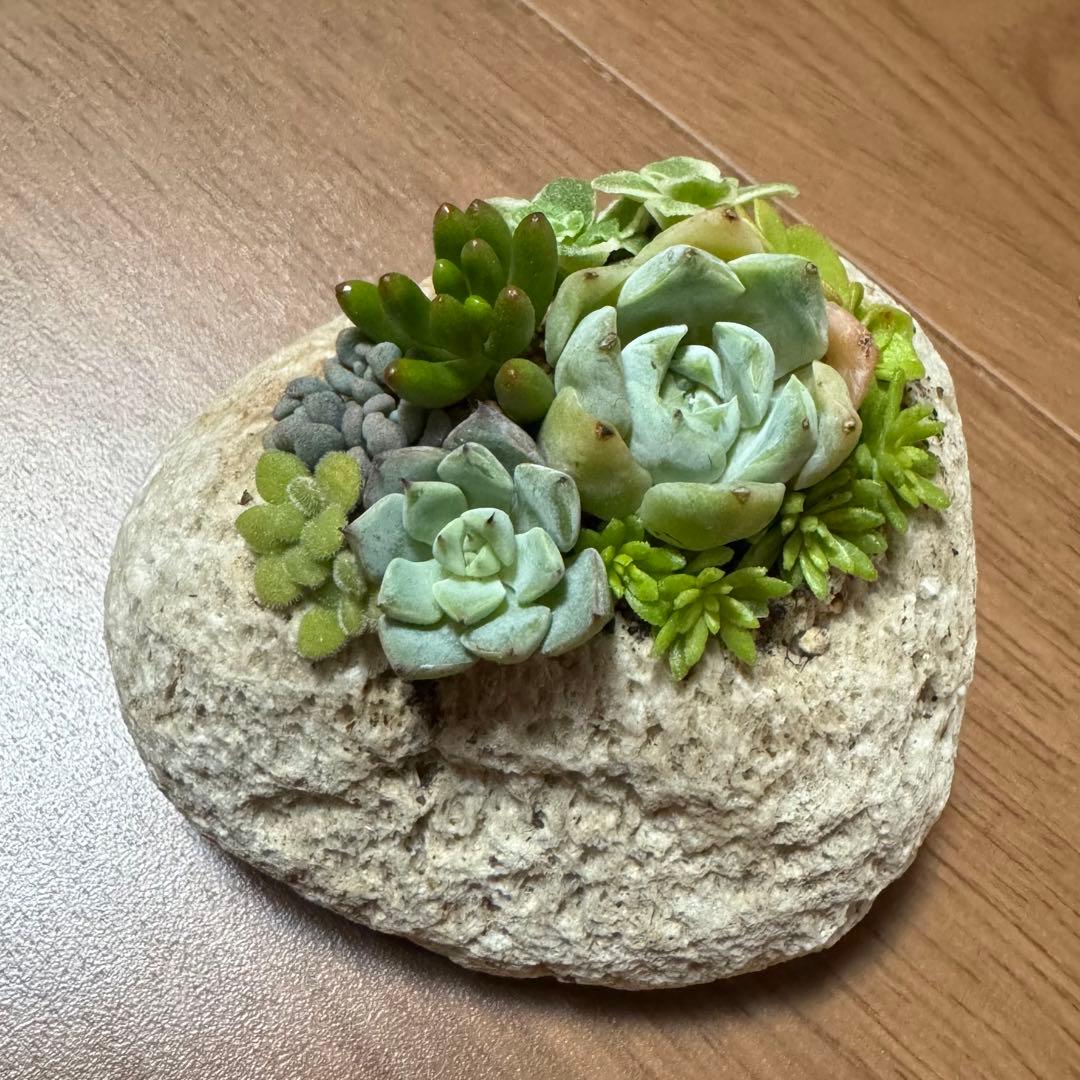 多肉植物 寄せ植え 軽石鉢 エケベリア セダム 虹の玉 ネルソル なし