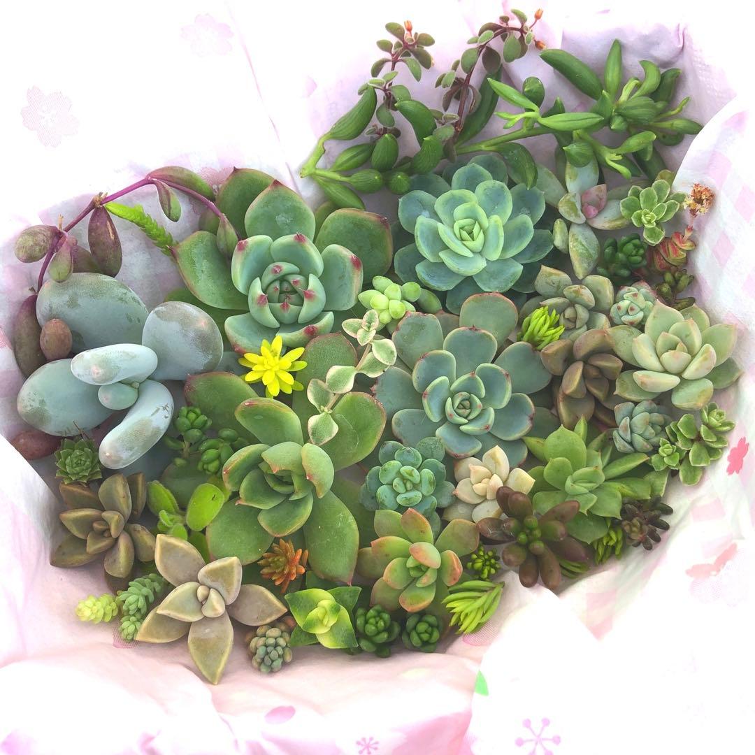 多肉植物カット苗　c