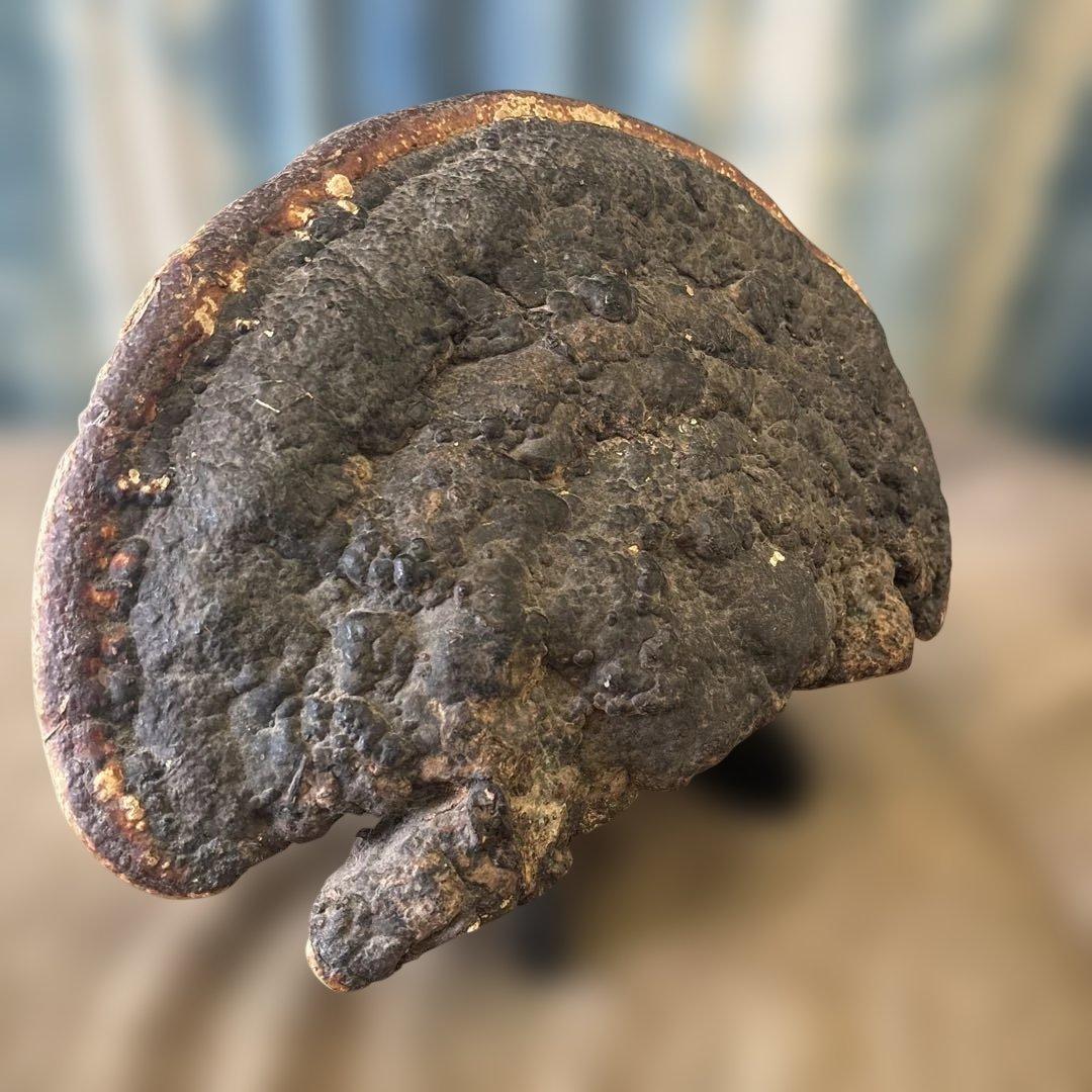 特大　さるのこしかけ　サルノコシカケ科
