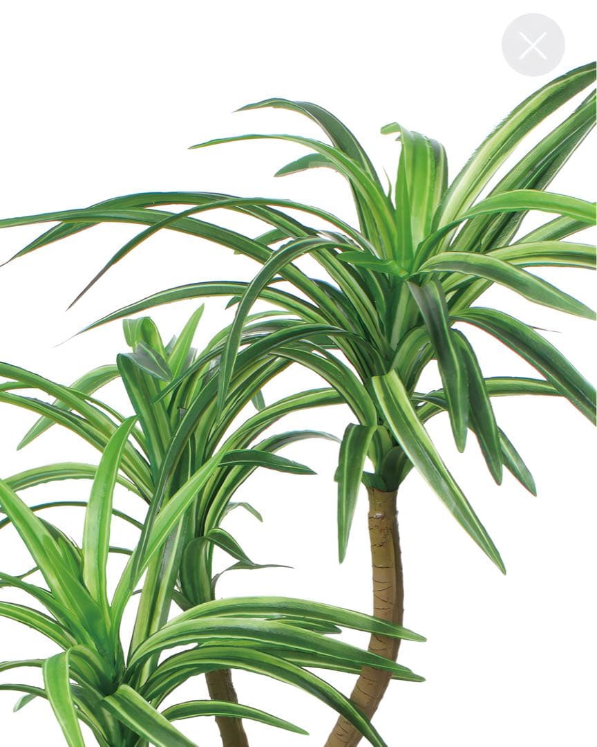 光触媒　人工観葉植物　ウォールグリーン　フェイクグリーン　コンクリユッカ