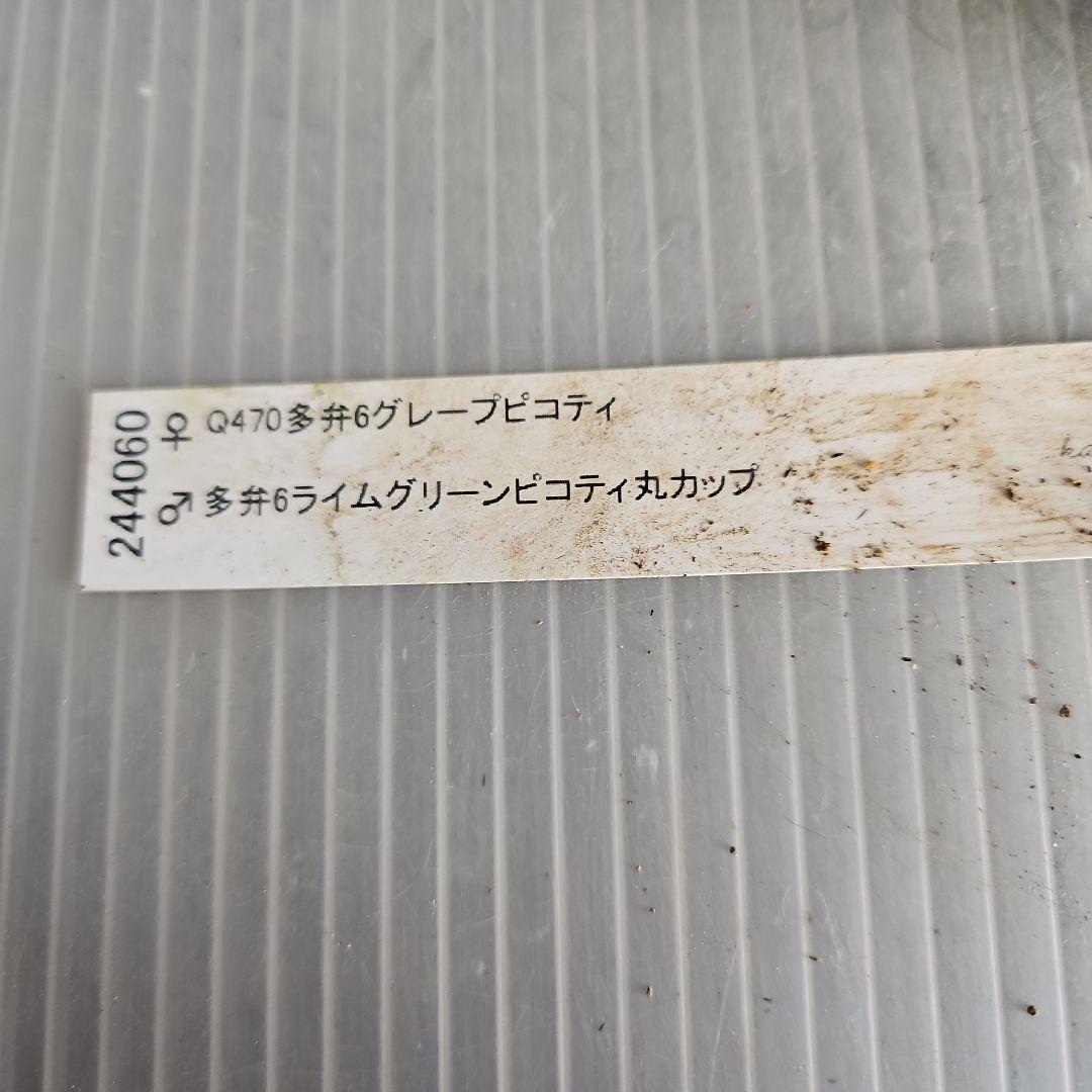㉖-453クリスマスローズ