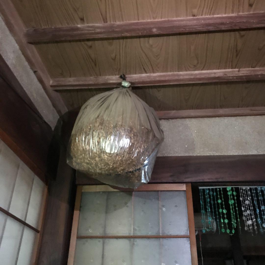 蜂の家