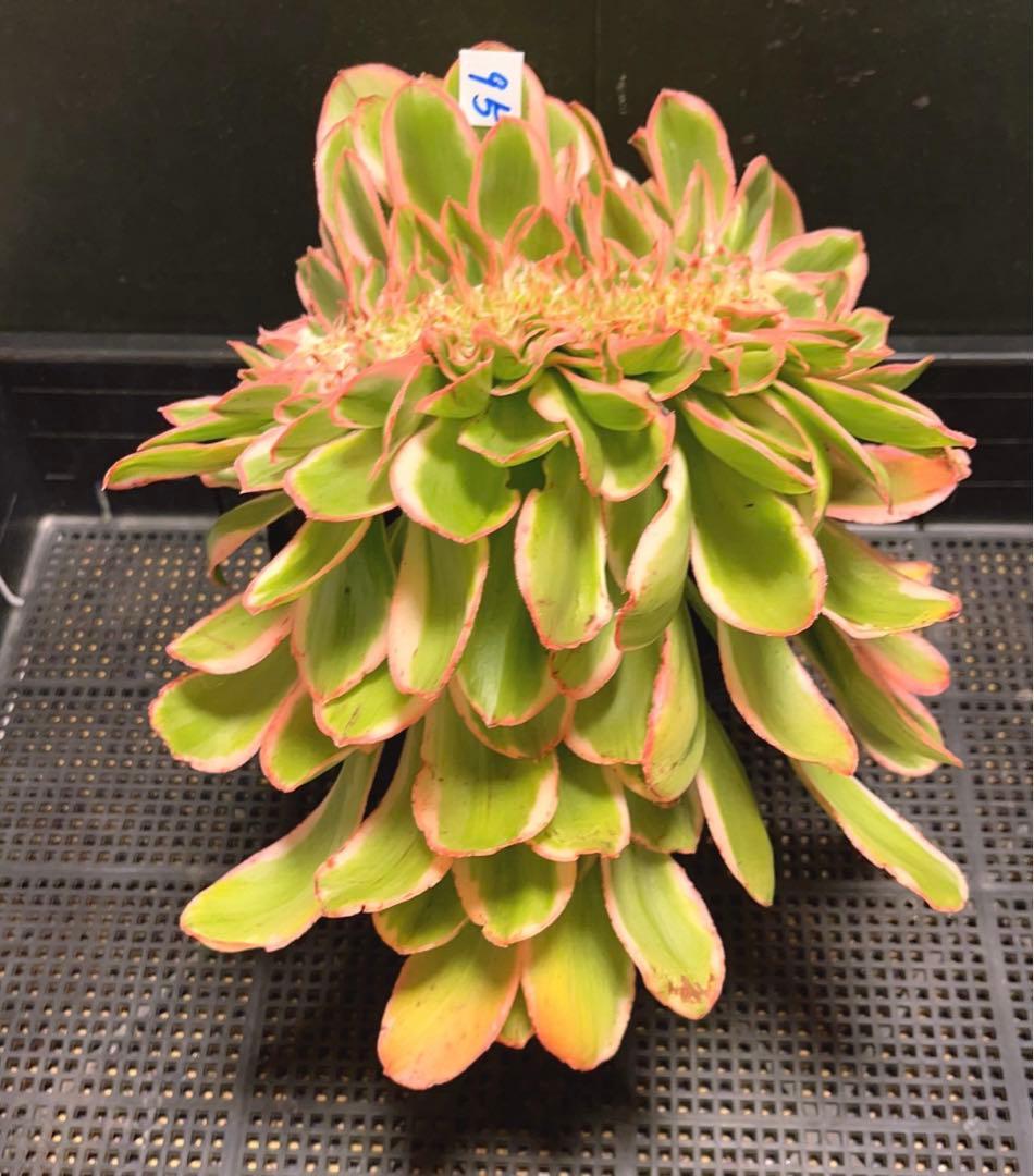 95#多肉植物アエオニウム錦❤️燕姿錦缀化❤️ ヨンジャ錦セッカ ❤️29cm拔き苗