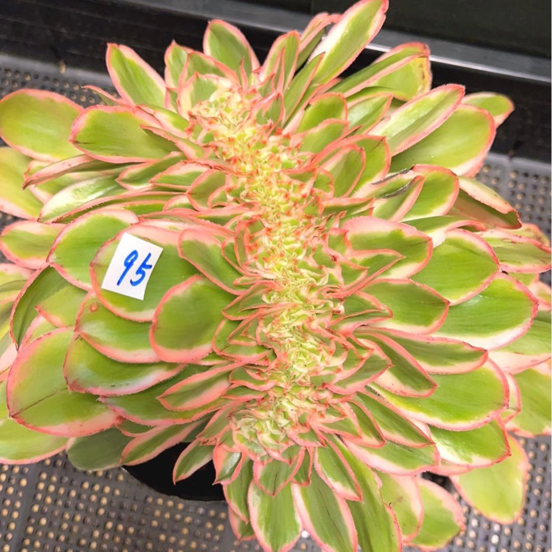 95#多肉植物アエオニウム錦❤️燕姿錦缀化❤️ ヨンジャ錦セッカ ❤️29cm拔き苗