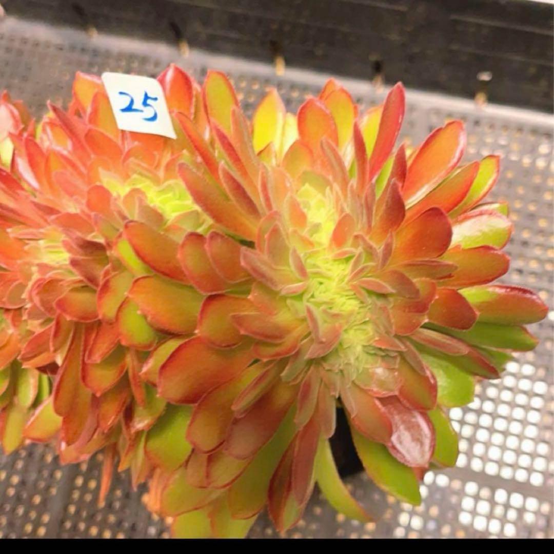25#多肉植物アエオニウム❤️ ナガ女王 セッカ ❤️19cm拔き苗