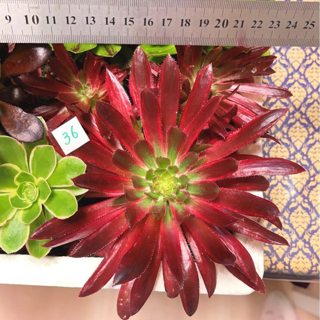36#多肉植物アエオニウム錦❤️コーニッシュトリビュート錦❤️1頭4芽17cm拔き苗