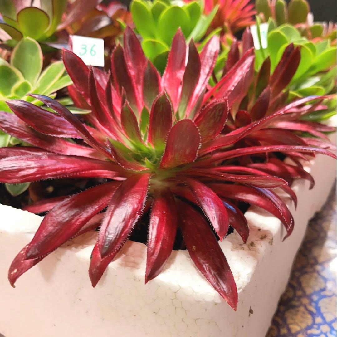 36#多肉植物アエオニウム錦❤️コーニッシュトリビュート錦❤️1頭4芽17cm拔き苗