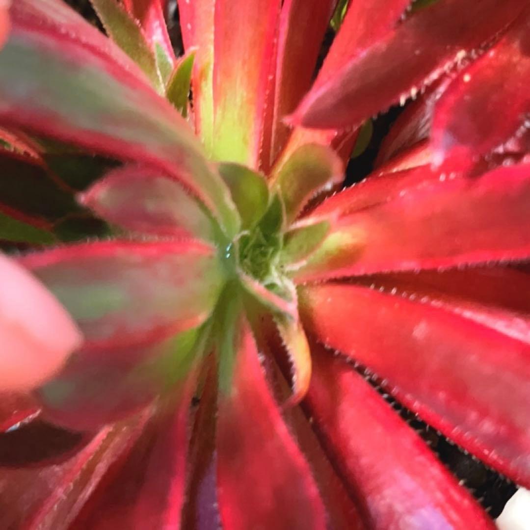 36#多肉植物アエオニウム錦❤️コーニッシュトリビュート錦❤️1頭4芽17cm拔き苗