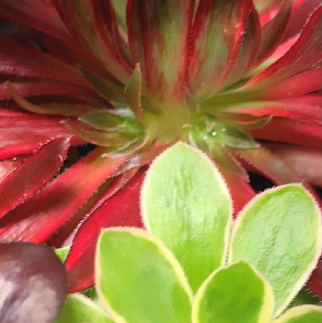 36#多肉植物アエオニウム錦❤️コーニッシュトリビュート錦❤️1頭4芽17cm拔き苗