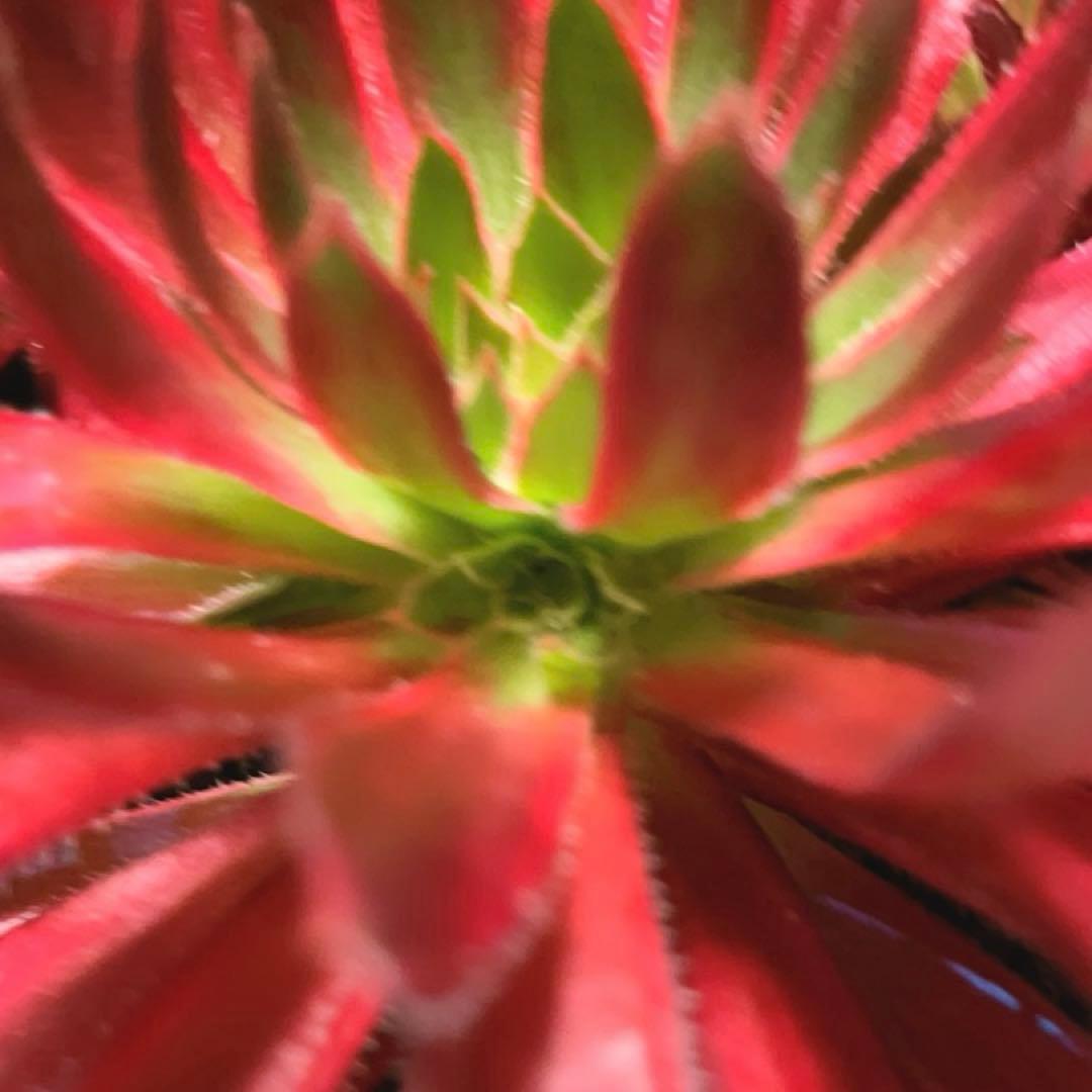 36#多肉植物アエオニウム錦❤️コーニッシュトリビュート錦❤️1頭4芽17cm拔き苗
