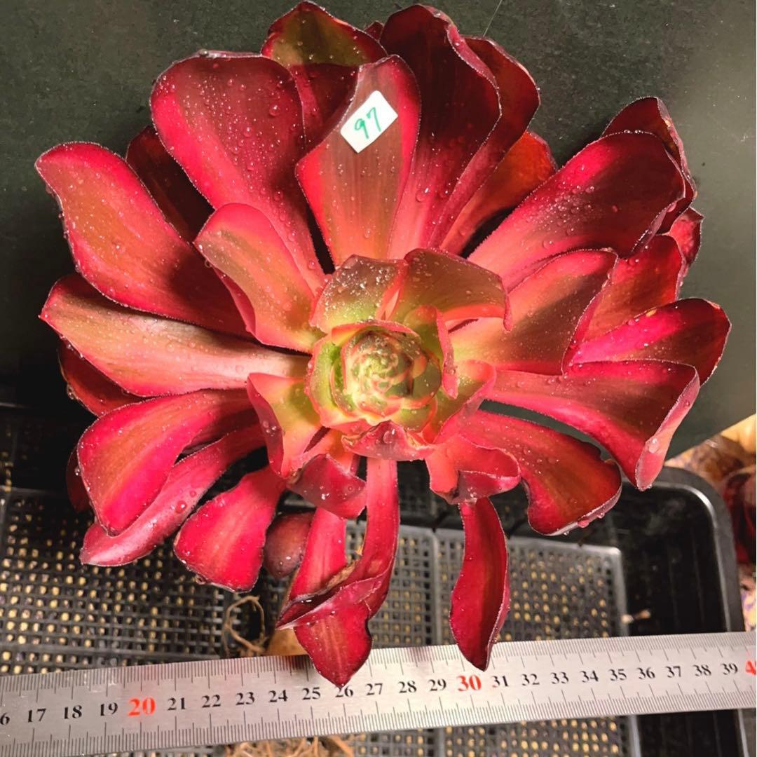 97#多肉植物アエオニウム錦❤️Vodoo錦紅魔女❤️1大頭22cm高38cm拨き苗