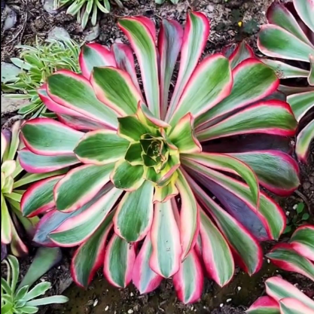 97#多肉植物アエオニウム錦❤️Vodoo錦紅魔女❤️1大頭22cm高38cm拨き苗