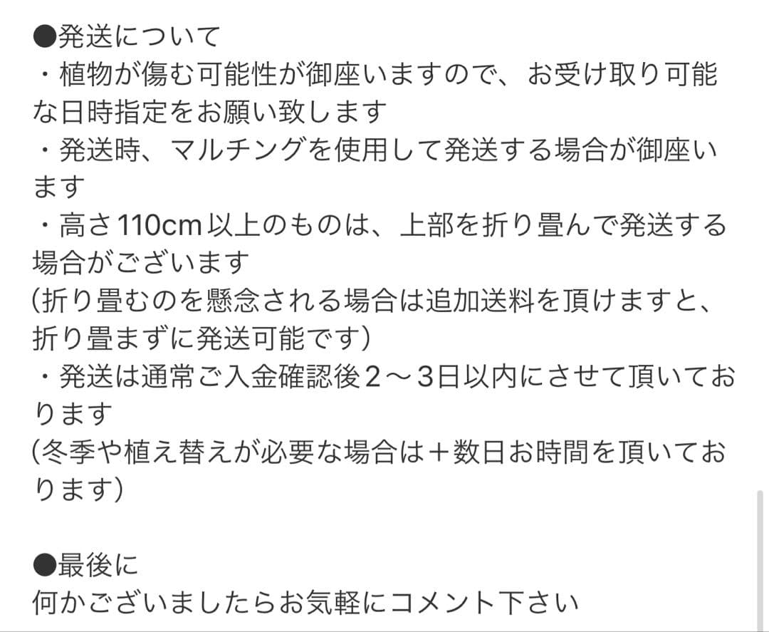 ［現品］7番　フィカス　ベンガレンシス　曲がり 6号　観葉植物　室内　ゴムの木