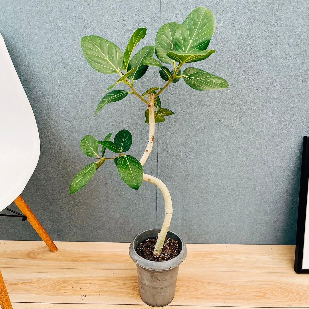 ［現品］7番　フィカス　ベンガレンシス　曲がり 6号　観葉植物　室内　ゴムの木