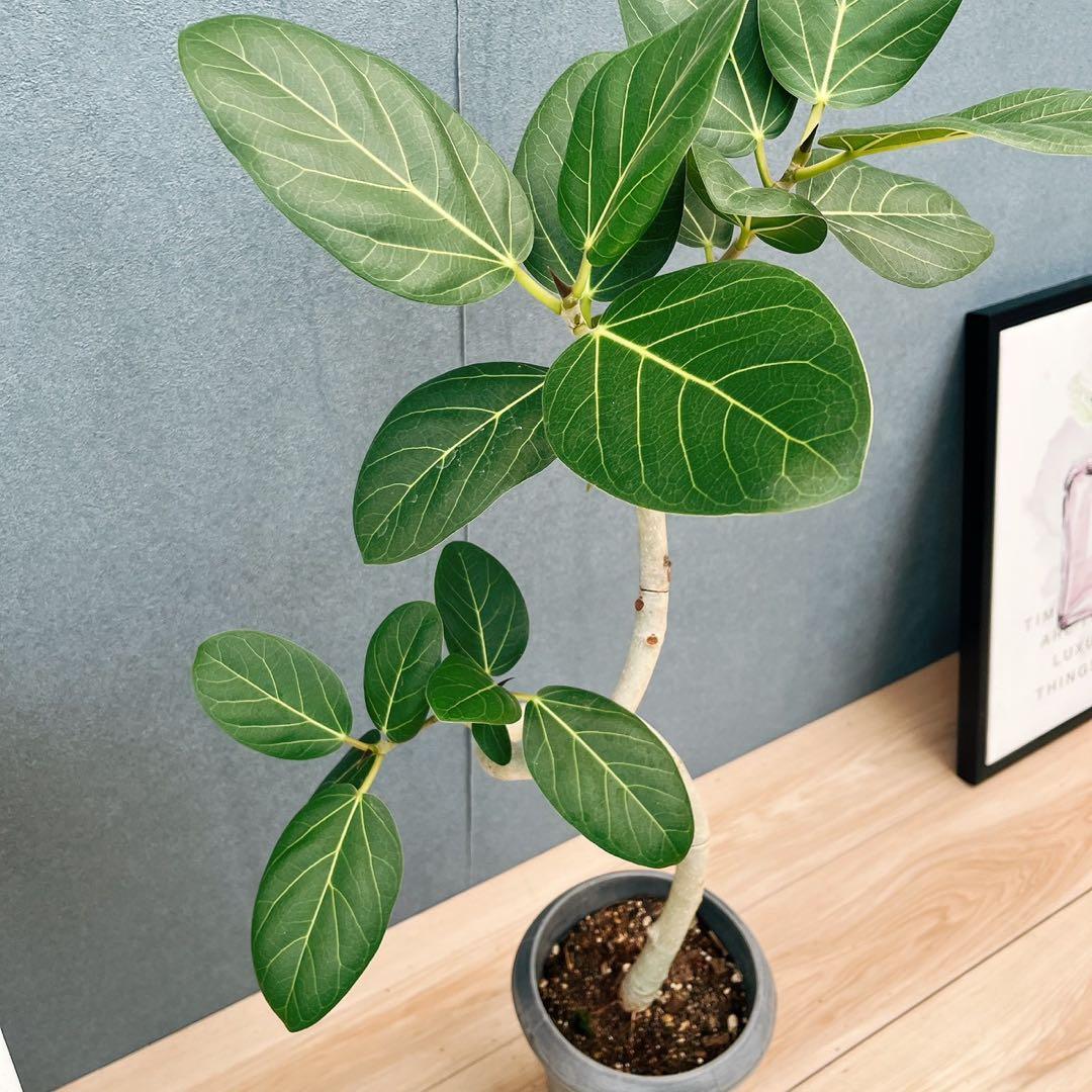 ［現品］7番　フィカス　ベンガレンシス　曲がり 6号　観葉植物　室内　ゴムの木