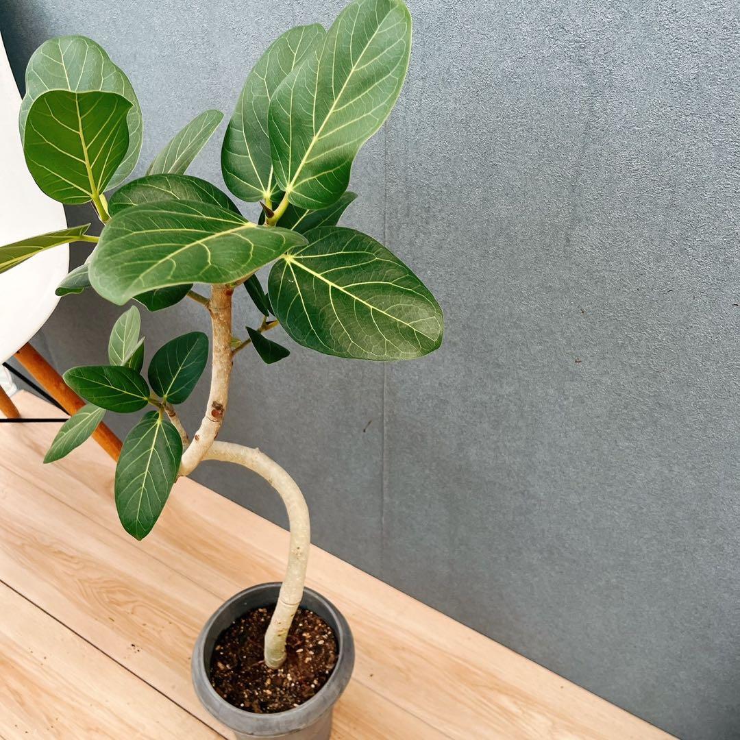 ［現品］7番　フィカス　ベンガレンシス　曲がり 6号　観葉植物　室内　ゴムの木