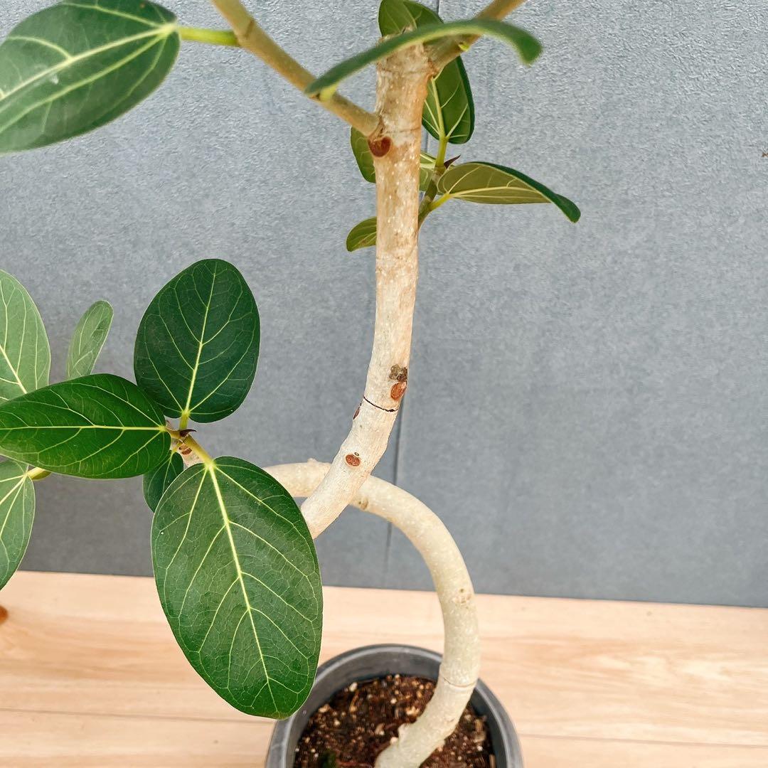 ［現品］7番　フィカス　ベンガレンシス　曲がり 6号　観葉植物　室内　ゴムの木