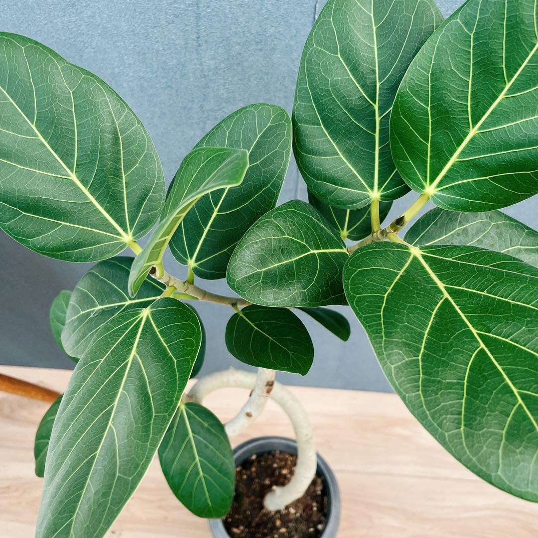 ［現品］7番　フィカス　ベンガレンシス　曲がり 6号　観葉植物　室内　ゴムの木