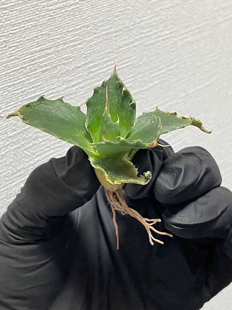 タ*ト様 ジェレミー産 アガベ エボリスピナ×（スポーン×イシスメンシス） ハイ