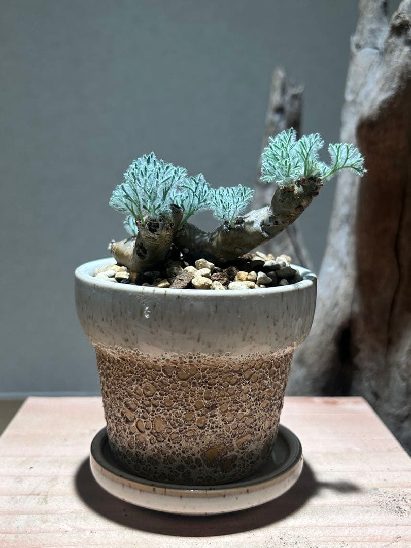 モンソニア　ムルチフィダ　陶器鉢付き