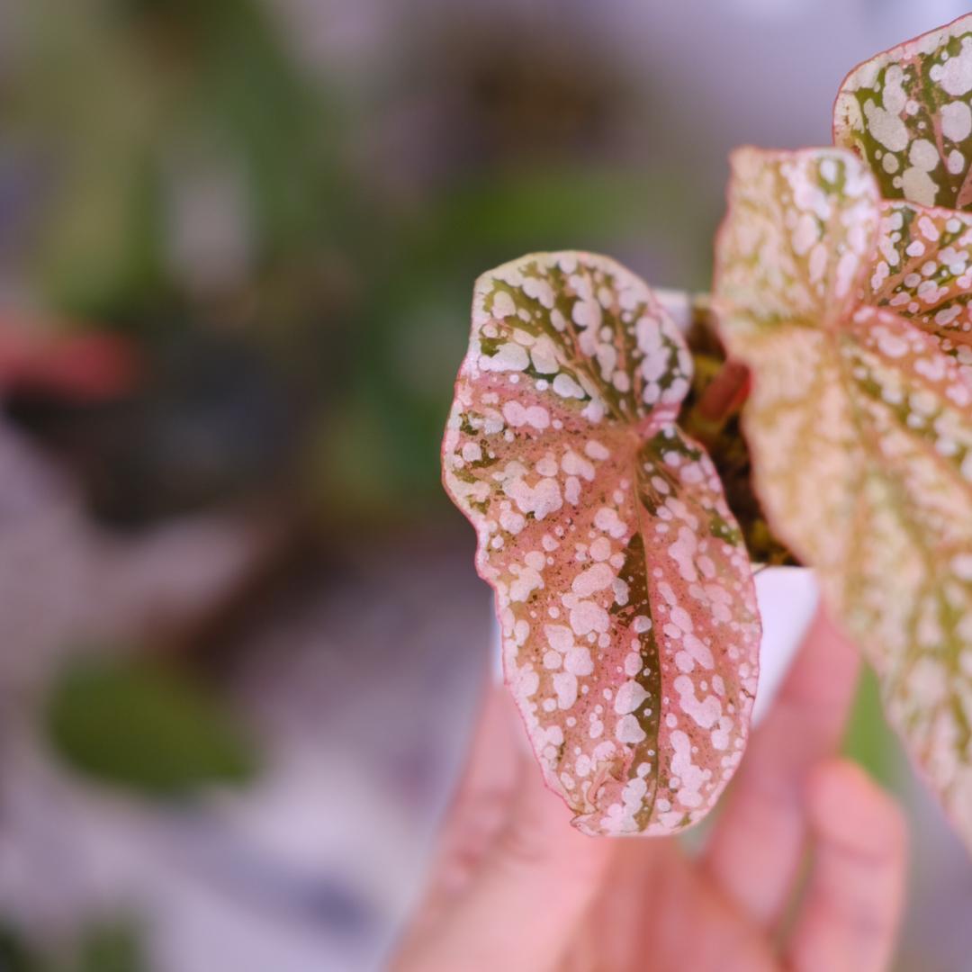 Begonia  Capped Variegata②｜ベゴニア