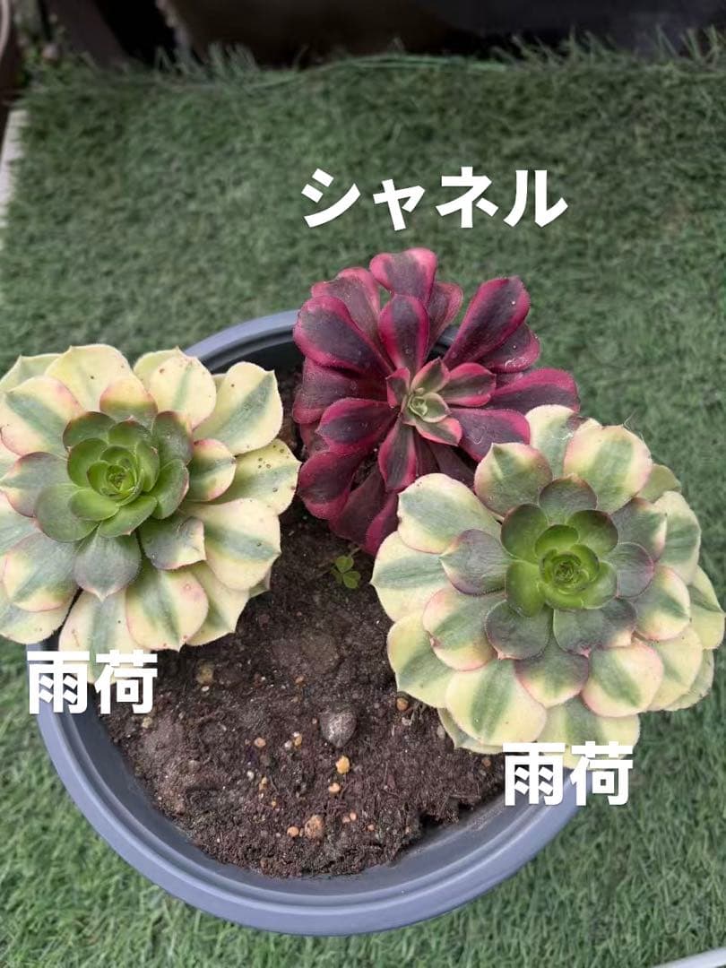 アエオニウム　3株法師錦セット　メルカリ便発送　がーべら