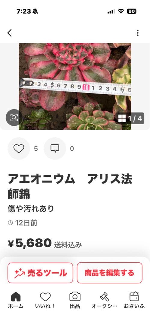 アエオニウム　3株法師錦セット　メルカリ便発送　がーべら