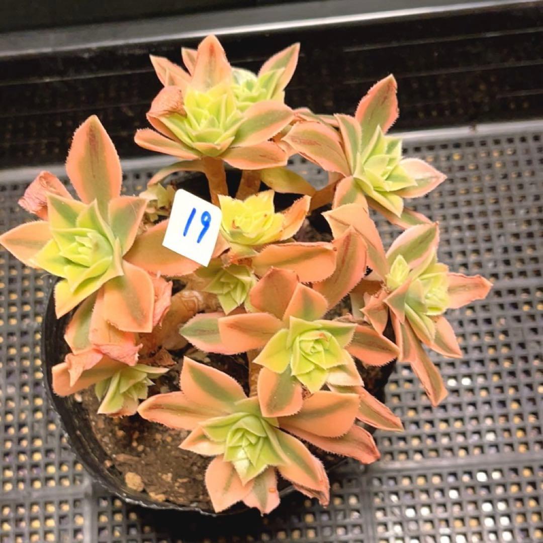 19#多肉植物❤️アエオニウム錦❤️ もみじ❤️枫葉❤️9-11頭14cm拔き苗