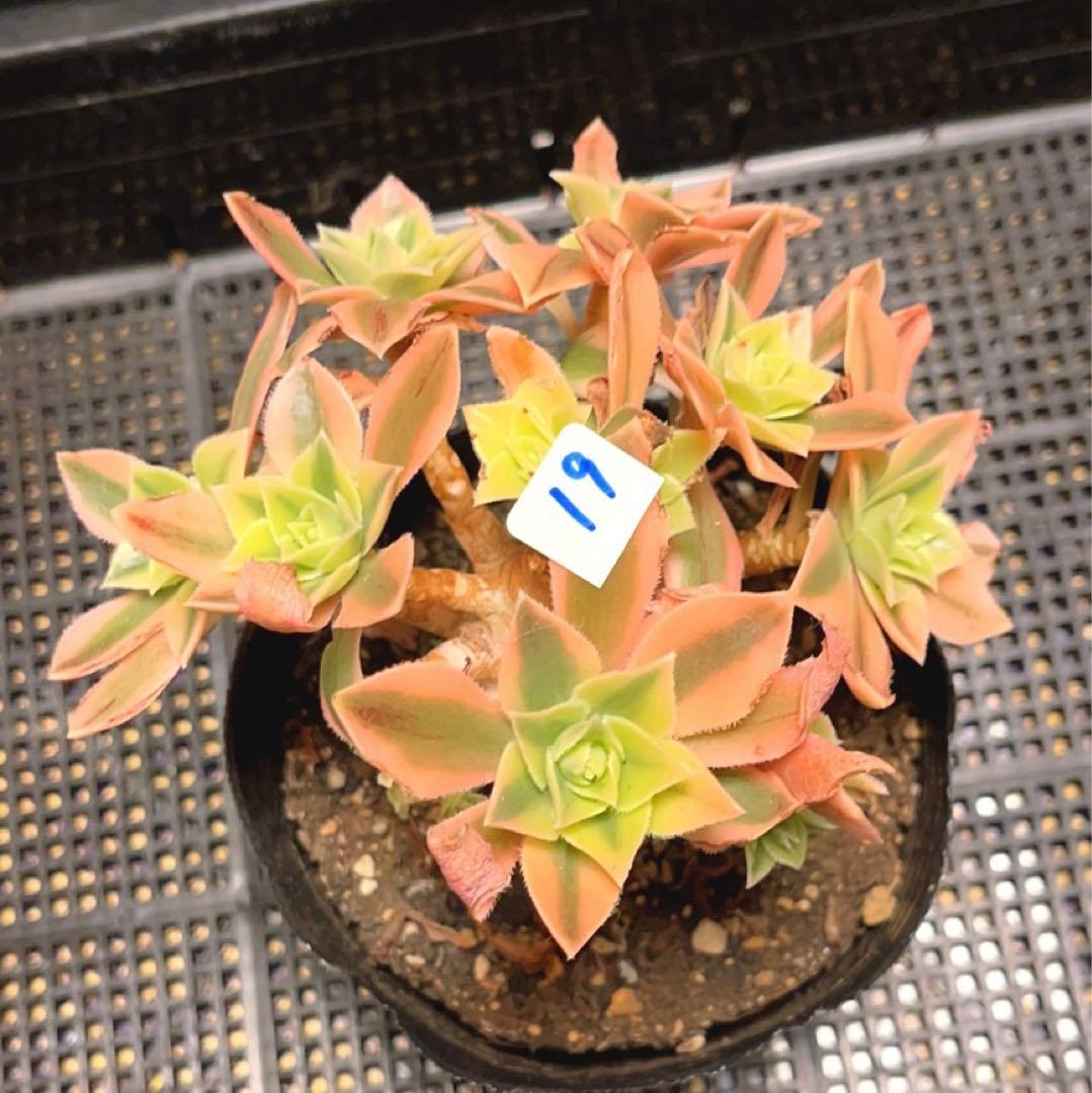 19#多肉植物❤️アエオニウム錦❤️ もみじ❤️枫葉❤️9-11頭14cm拔き苗