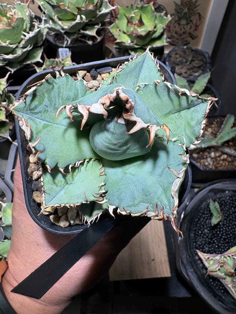 アガベOteroi Oaxaca seedling