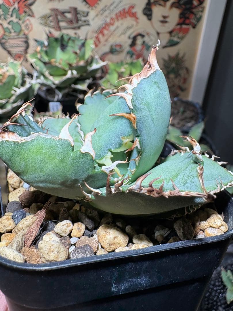 アガベOteroi Oaxaca seedling
