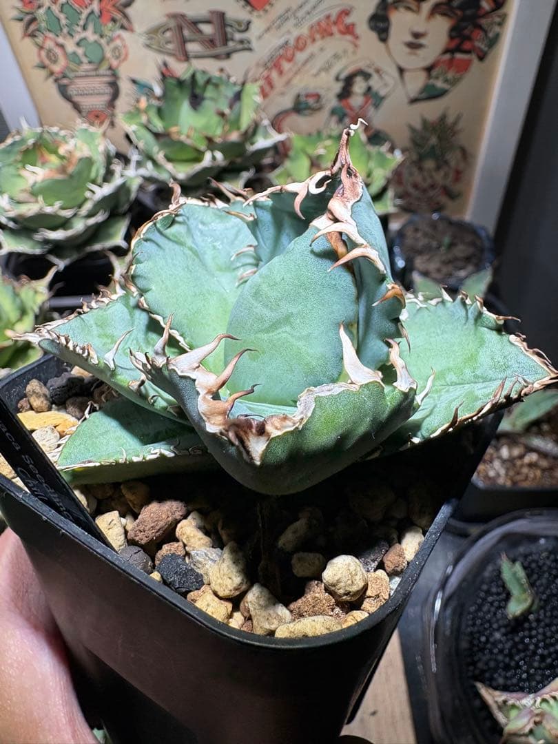 アガベOteroi Oaxaca seedling