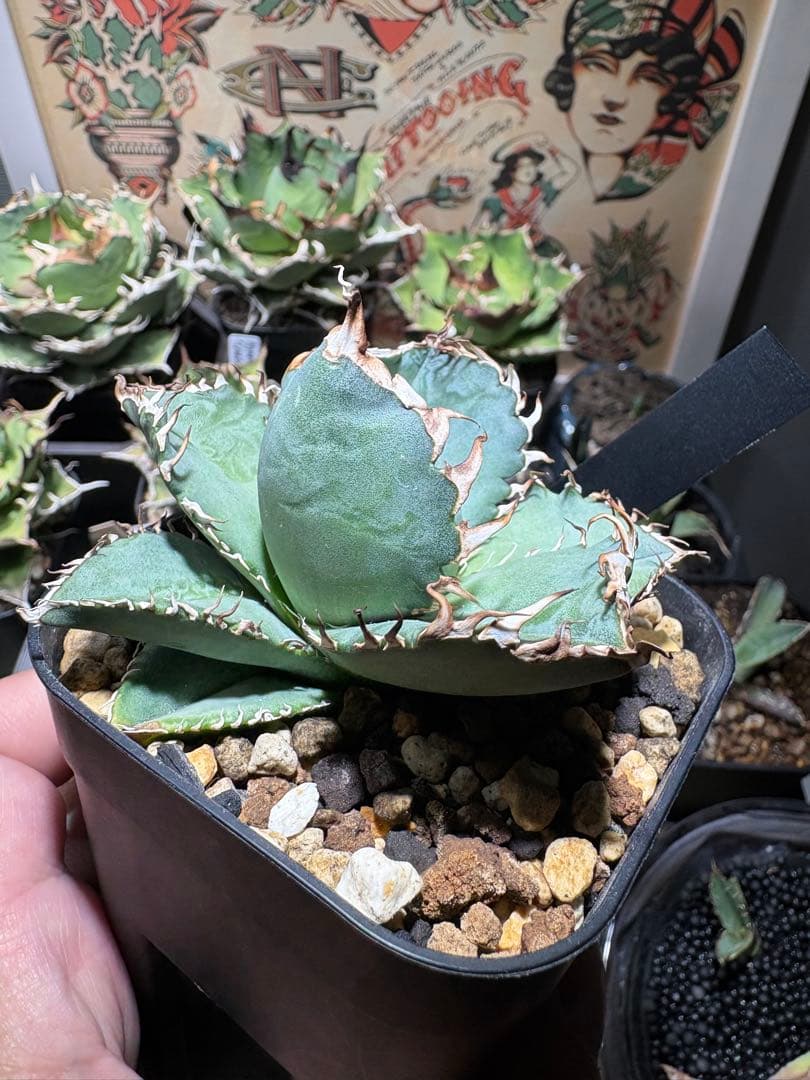 アガベOteroi Oaxaca seedling