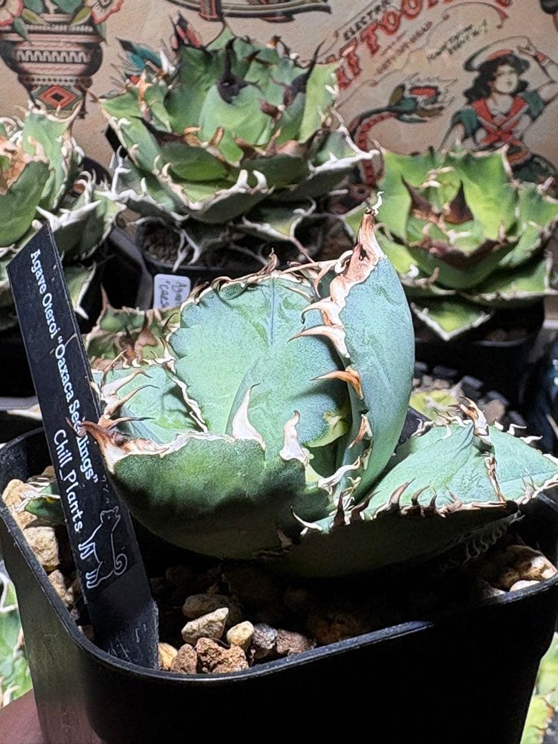 アガベOteroi Oaxaca seedling