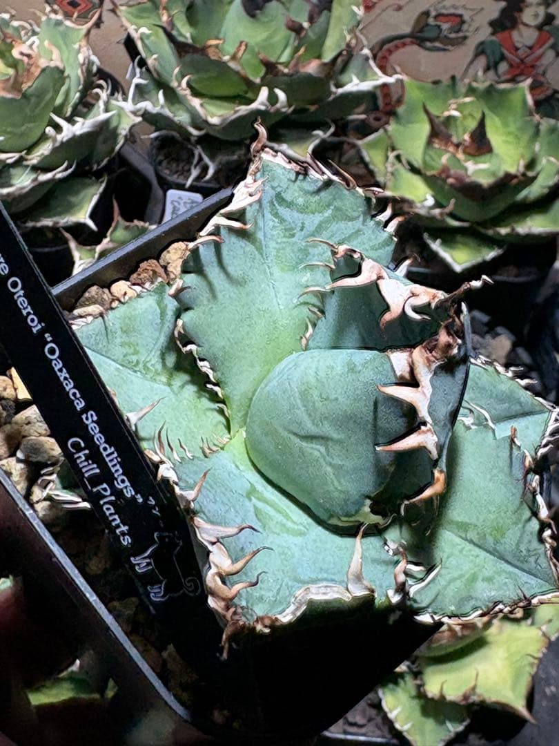 アガベOteroi Oaxaca seedling