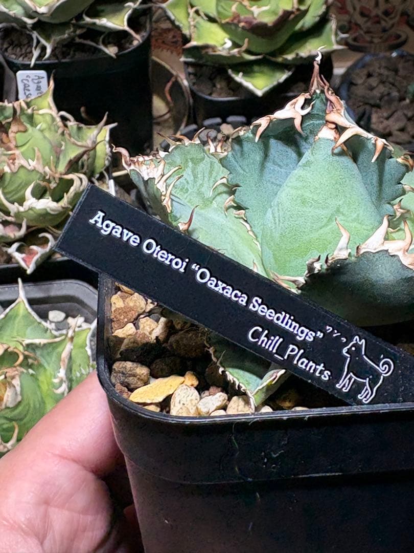 アガベOteroi Oaxaca seedling