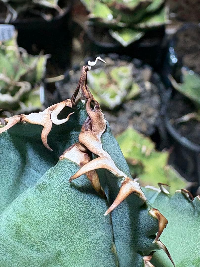 アガベOteroi Oaxaca seedling