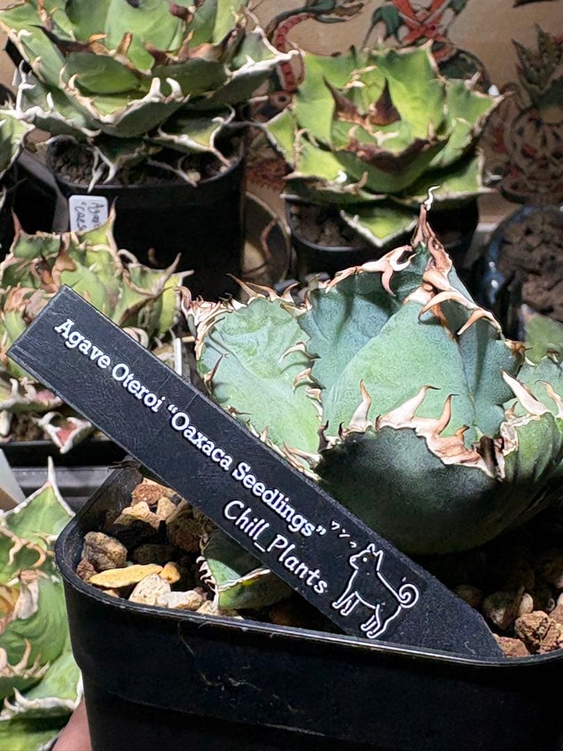 アガベOteroi Oaxaca seedling