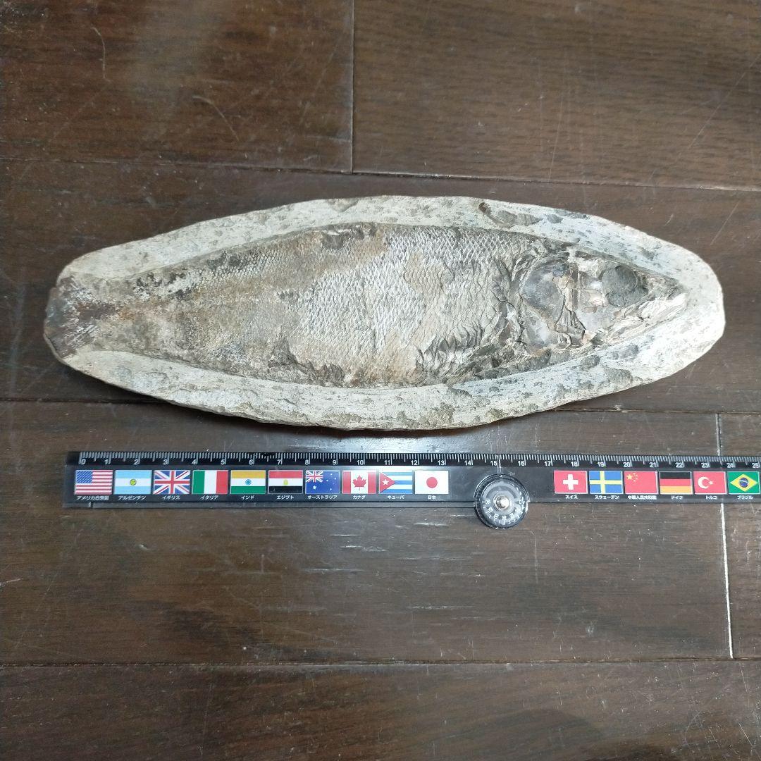 化石　魚