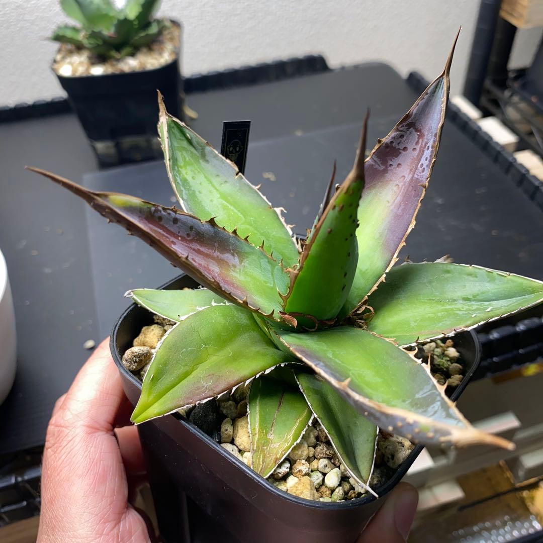 アガベ　福園芸　グリーンブル　緑牛　ブツブツ　sp株？