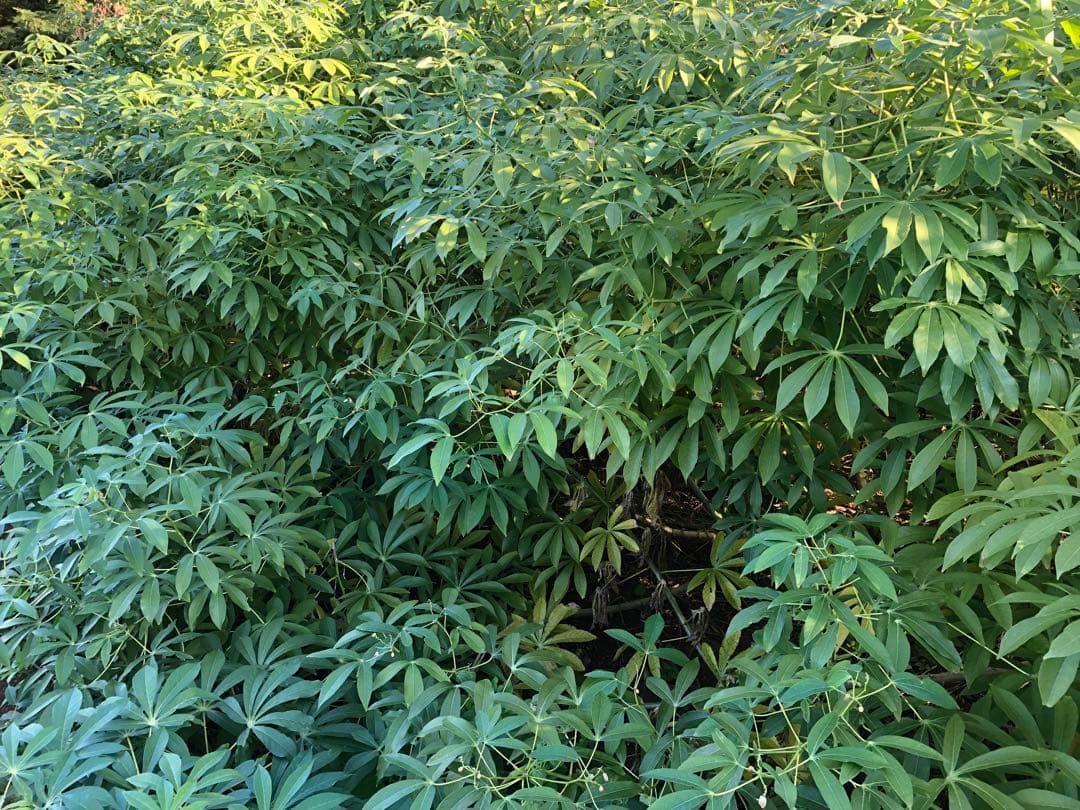 キャッサバ極太苗木20本