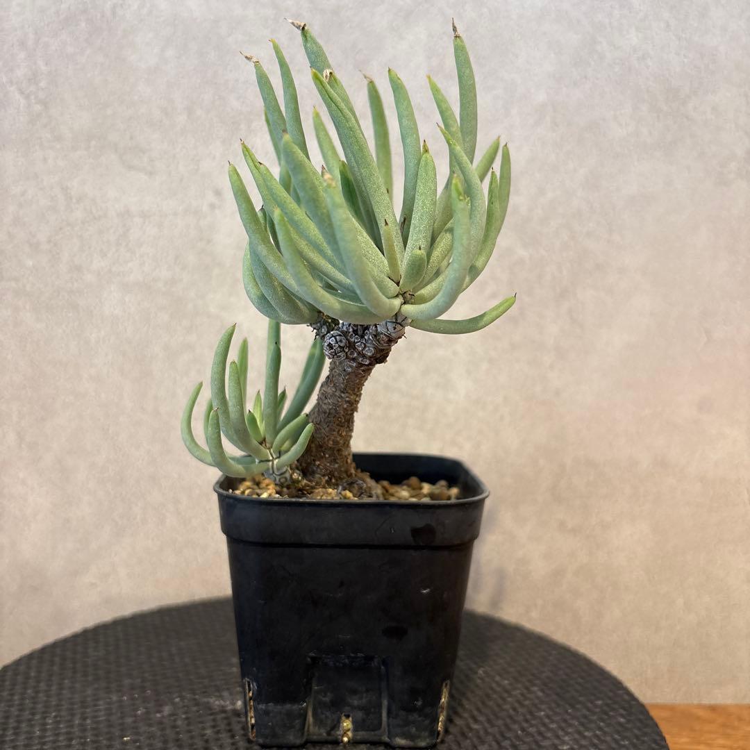 チレコドン　ペアルソニー　実生株　発根済み　白象 塊根植物　鉢ごと発送