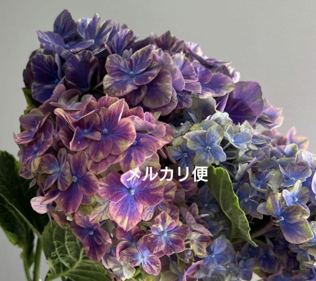 も*子様 輸入アジサイ　苗　購入前にコメント下さい