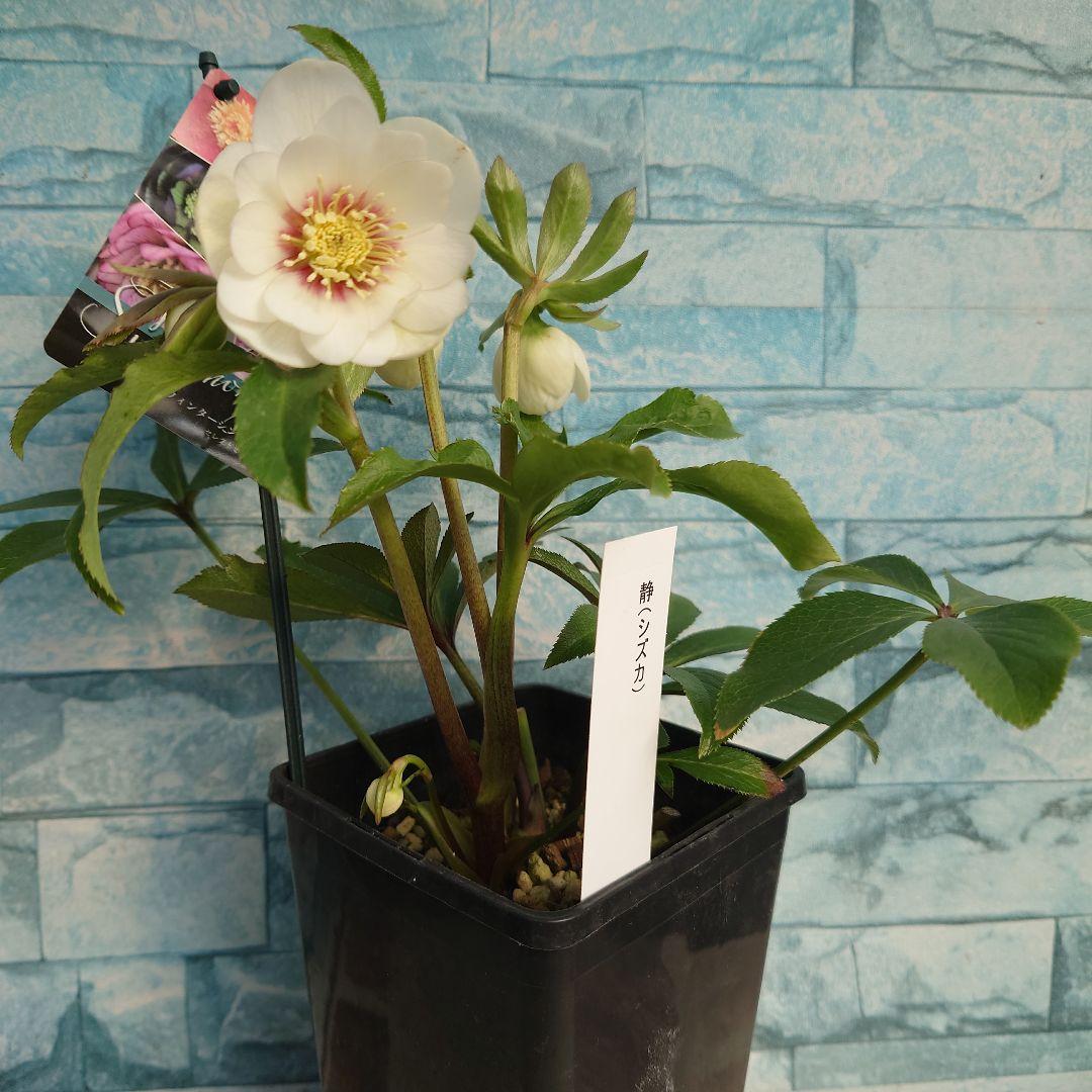 ☀️クリスマスローズ開花株❗☀️4 号ロング鉢植え☀