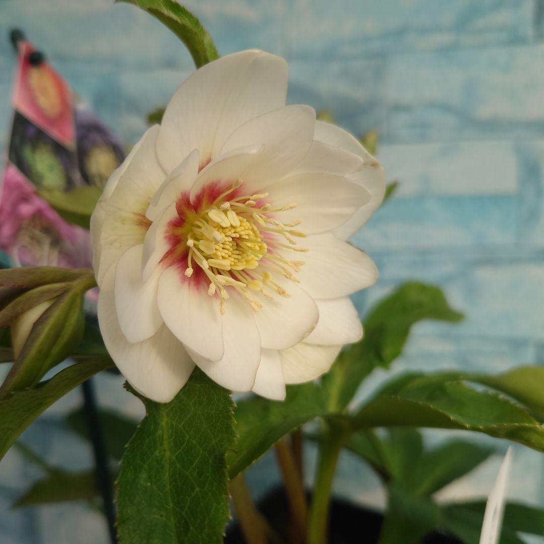 ☀️クリスマスローズ開花株❗☀️4 号ロング鉢植え☀