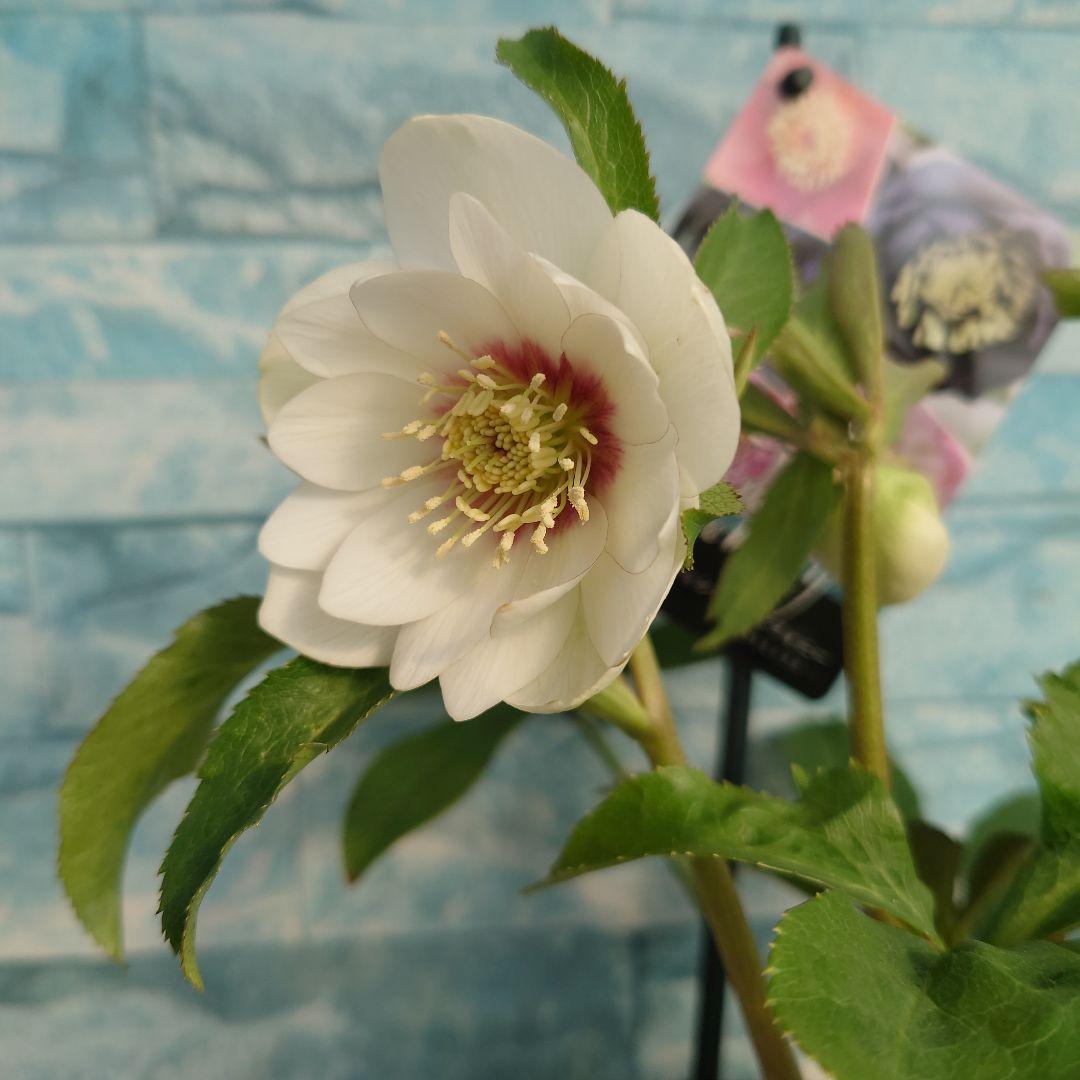 ☀️クリスマスローズ開花株❗☀️4 号ロング鉢植え☀