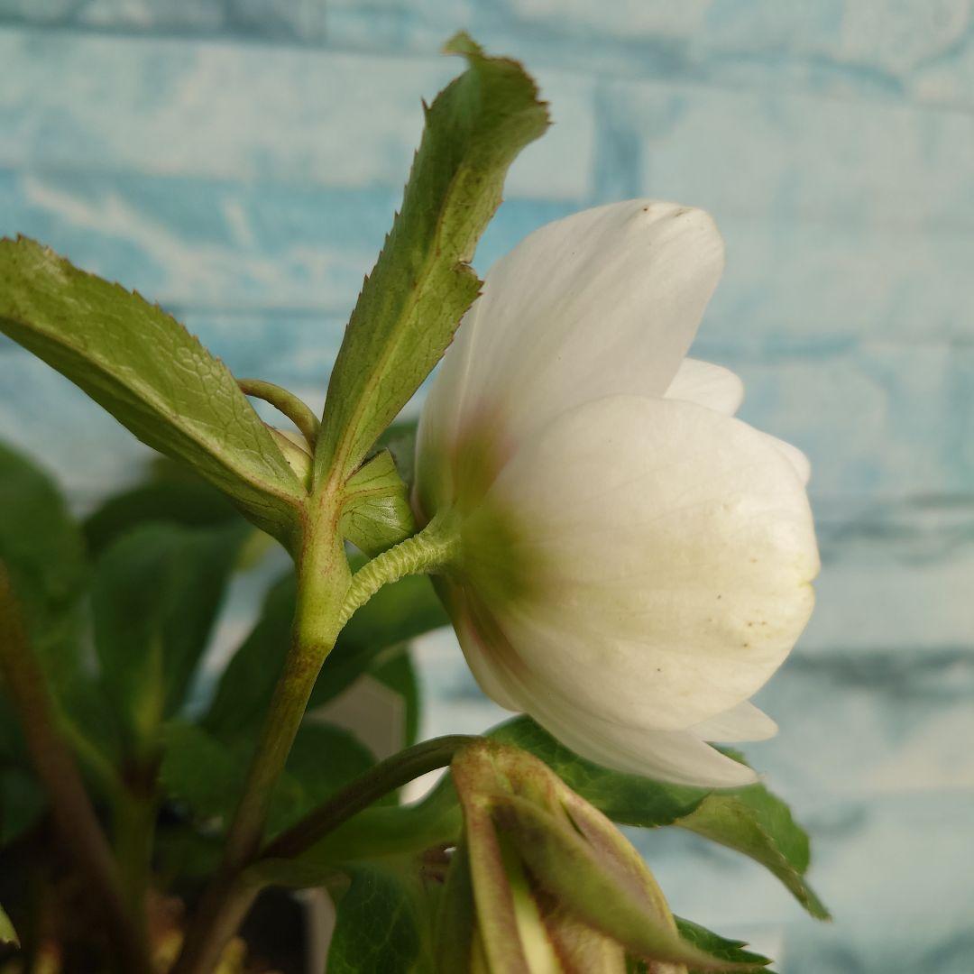 ☀️クリスマスローズ開花株❗☀️4 号ロング鉢植え☀