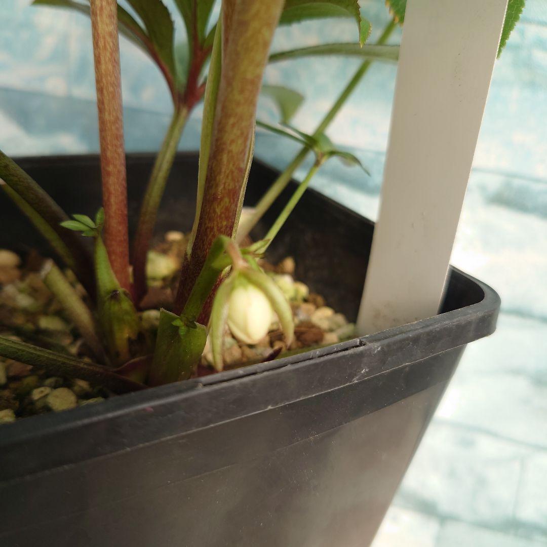 ☀️クリスマスローズ開花株❗☀️4 号ロング鉢植え☀