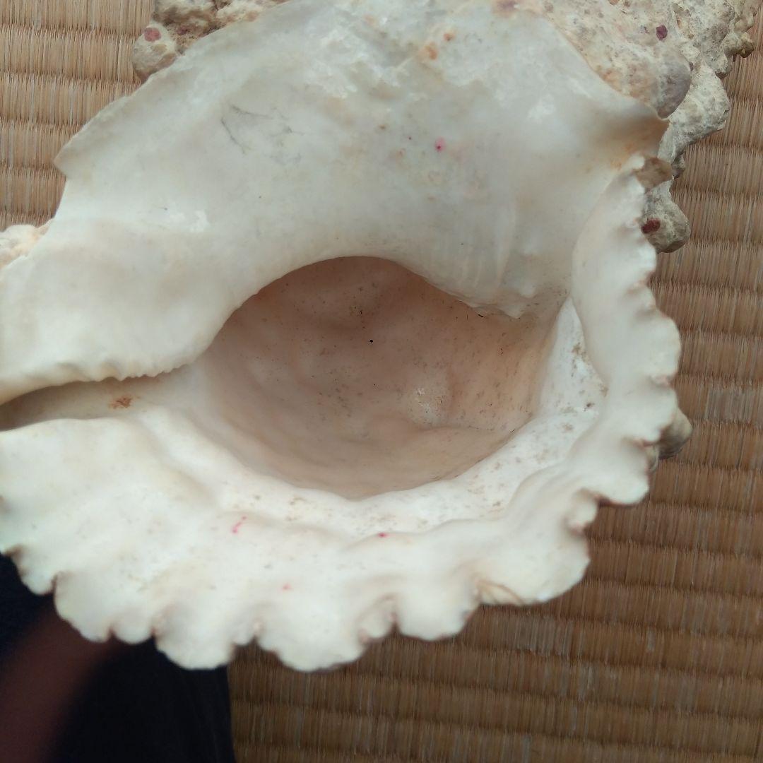 ほら貝