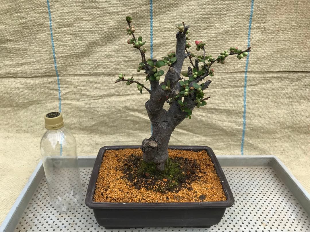 木瓜(ボケ)・放春花　日月星　角鉢(咲分け保証品)③